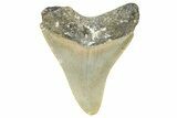 Juvenile Megalodon Tooth - North Carolina #359044-1